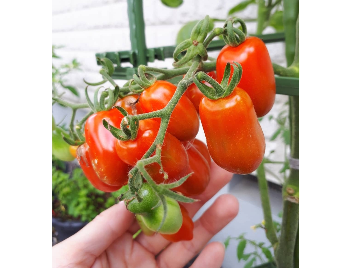 コロッケ弁当 Eatpick