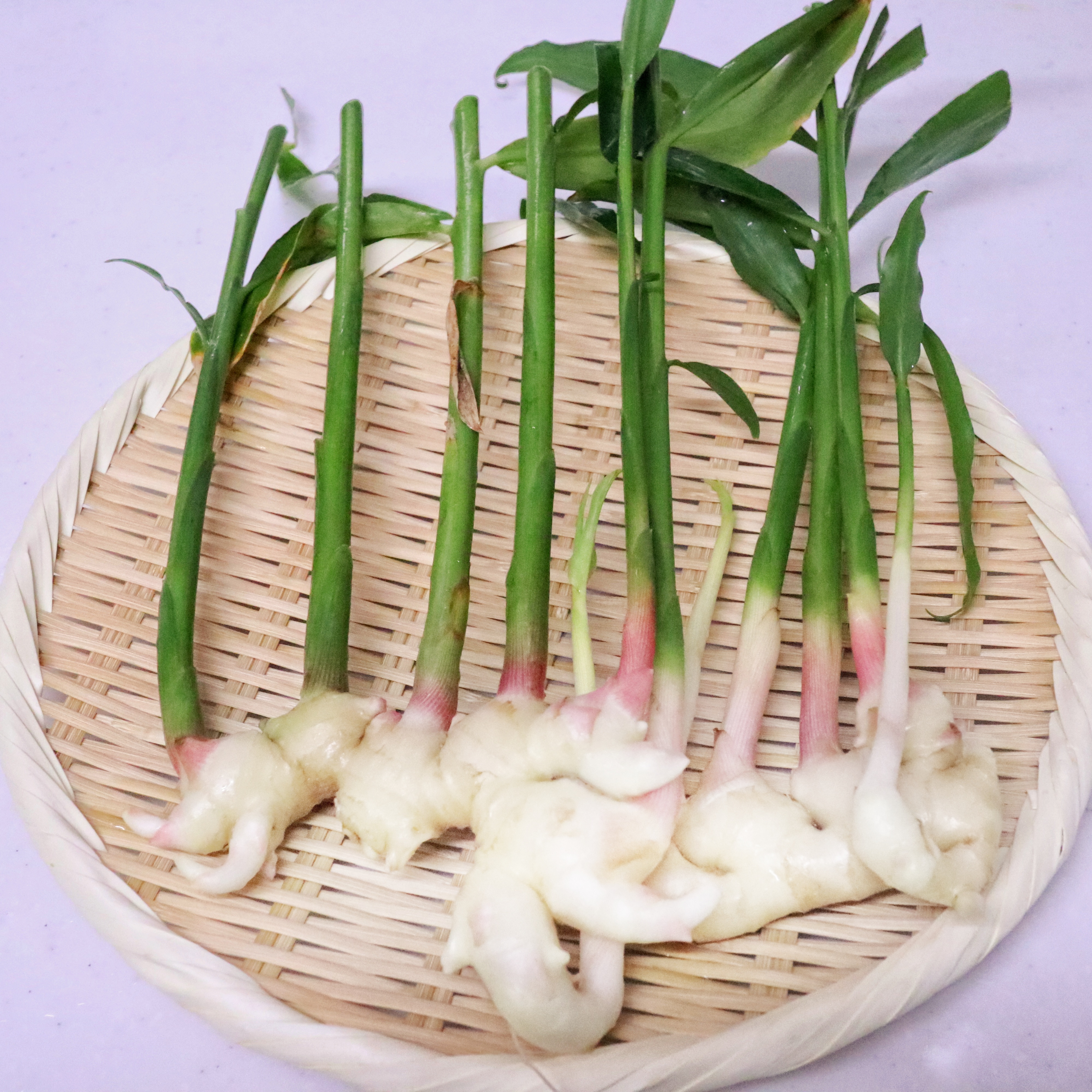 新生姜の収穫 Eatpick
