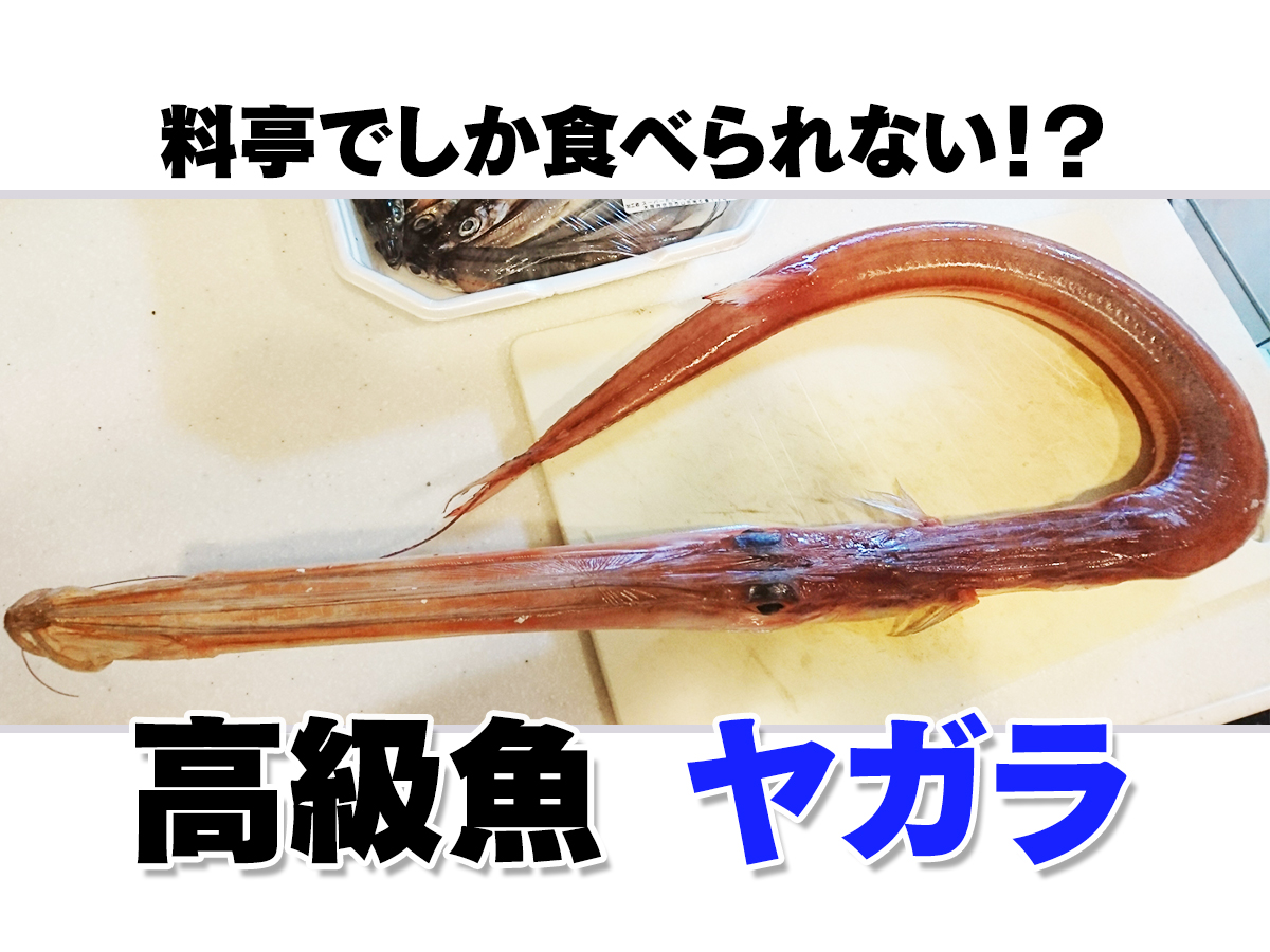 高級魚 ヤガラ をさばいて食べてみましたよ 笑 Eatpick