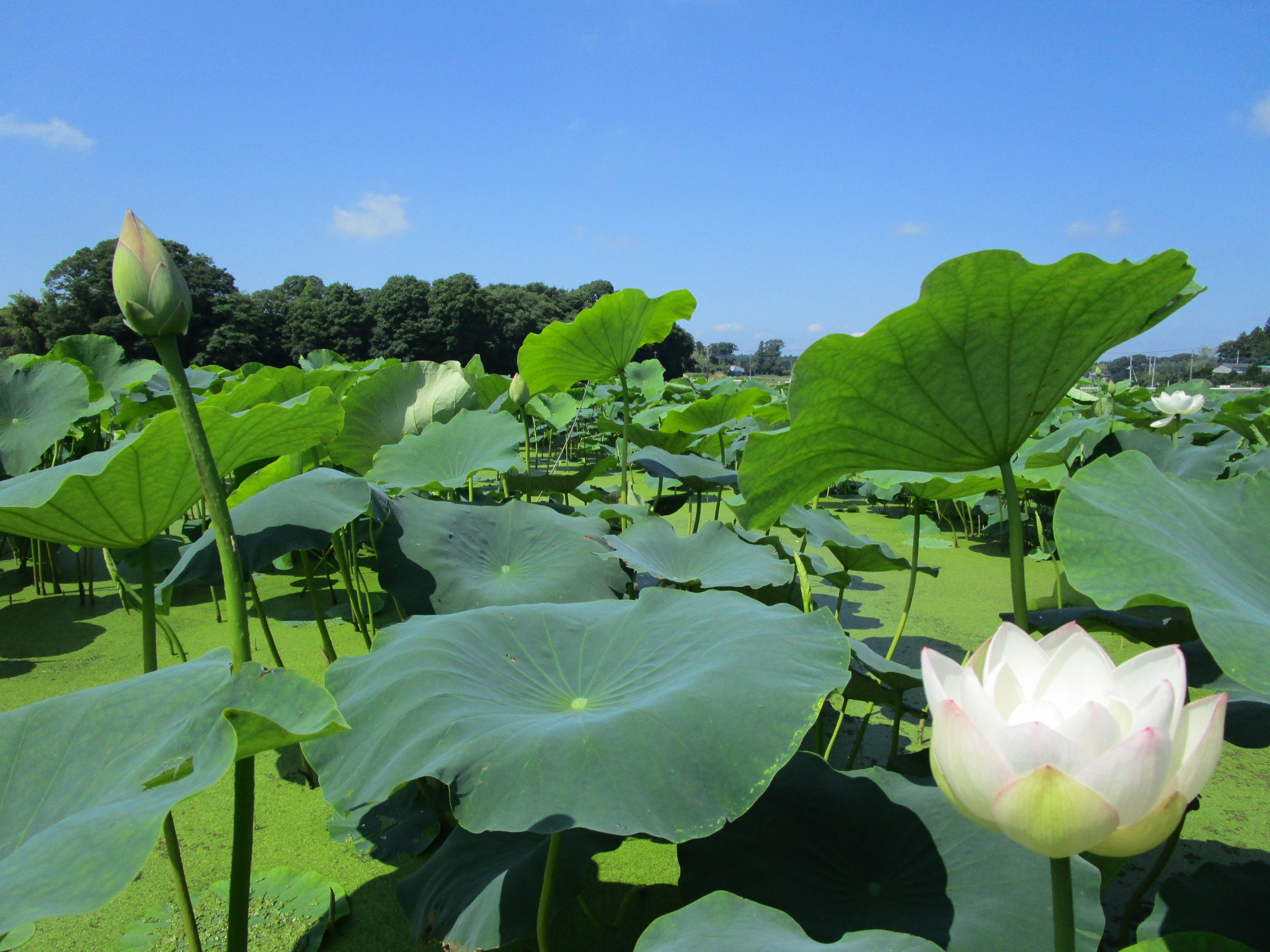 生産者さんご紹介 2月の旬食材 レンコン Eatpick