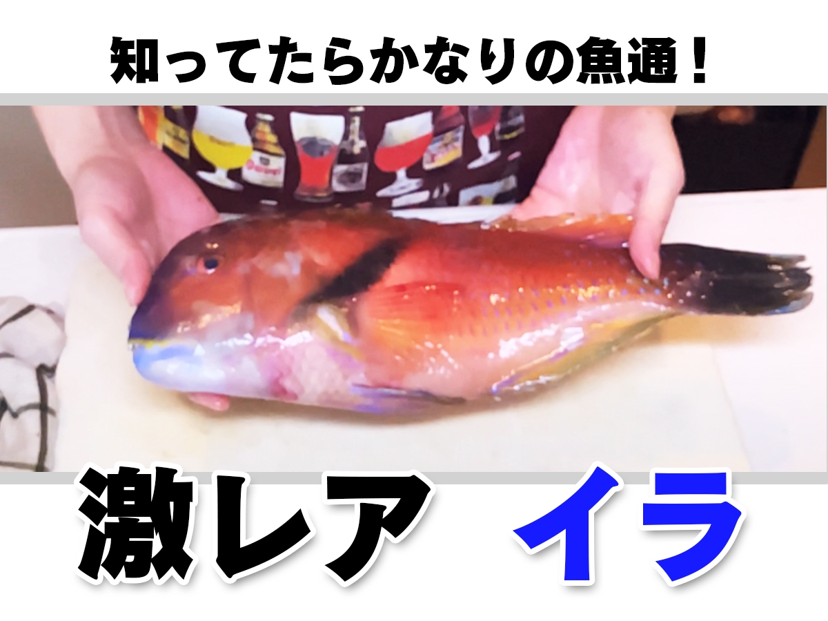 激レア魚 イラ をさばいて食べてみましたよ Eatpick
