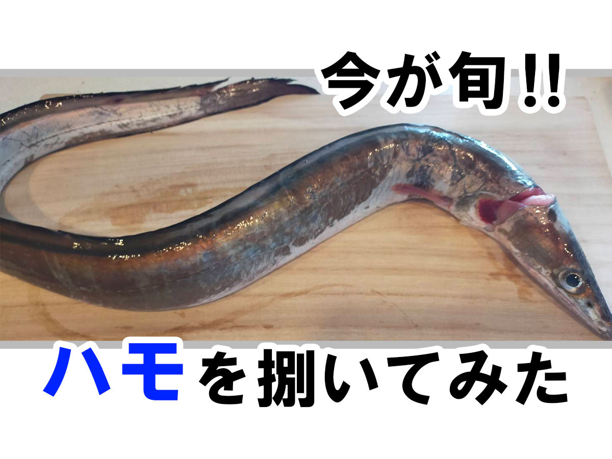 鱧を家で捌いてみたら大変すぎた Eatpick