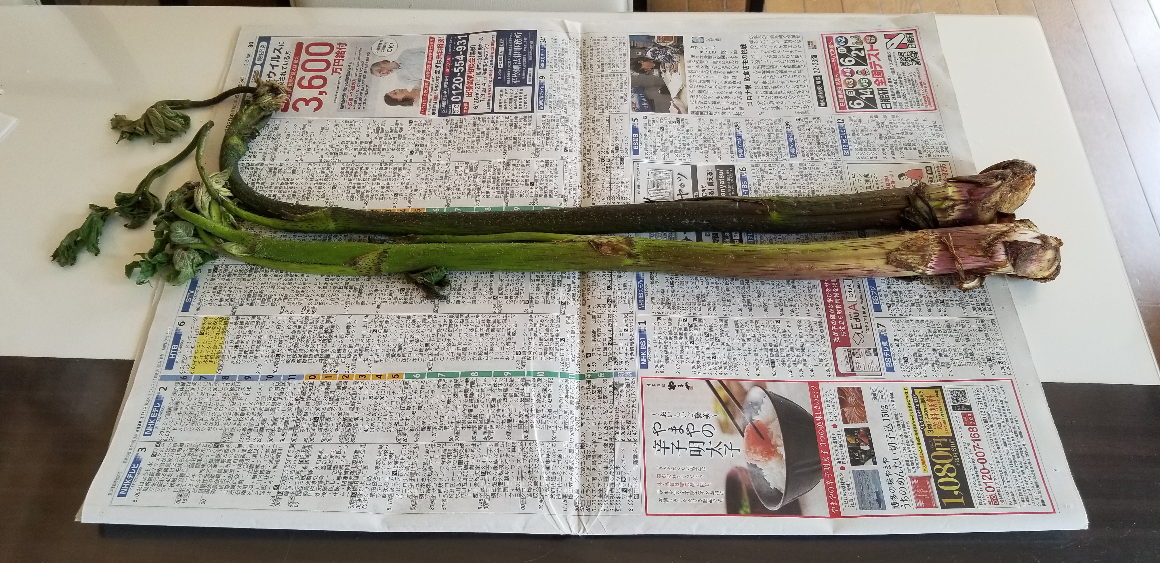 野菜辞典 うど Eatpick